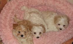 HURRY FAST only 2 left....OH now only 1 left.
We had 3 adorable maltese/shih tzu puppies. ONLY 1 left. They are non-shedding, hyperallergenic. They had there first set of shots, dewormed and first
vet check up. Please call to view. 403-341-9830