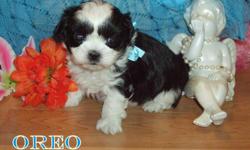 "OREO" is available to a loving home. Oreo is very sweet and loves to cuddle. He is hypo-allergenic and non-shedding. He should reach a mature weight of approximately 5-7 pounds. The mother and father have excellent temperments, and these pups will make