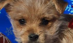 A Morkie is Non-shedding and Hypoallergenic family companion.  Our Morkies will grow to be under 9 pounds as an adult.
 
 
Our Promise
 
We understand that finding a puppy can be an exciting time.  We also understand that there is a maze of options