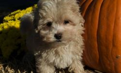 Maltese X Poodle
 Please call to view at:   905-923-7187
Small Non=shedding Family Friendly Companion
10 Weeks of Age
Loving , gentle, child friendly,little angels.  Malti-poos will make the perfect companion for a single mature person in an apartment or