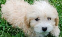Malti-poo Males and Females (Maltese X Poodle)
We have 3 Malti-poo babies now 10 weeks of age and ready for their new homes.    Maltipoos will be about 9 pounds full grown.  They are non shedding and hypoallergenic.  The gentle family loving nature of the