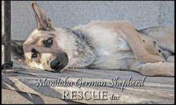 Manitoba German Shepherd Rescue has many dogs waiting for their forever homes! We have purebreds and Shepherd crosses, puppies, adults and seniors available to approved homes. All of our dogs are spayed or neutered (or will be once old enough) and fully