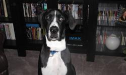 MANTLE GREAT DANE
 
Very playful great dane needs his forever home, preferably a young energetic man or young couple, he loves water, going to the dog park and long walks. Duke is microchipped and all his shot are up to date, he's not neutered and new