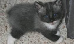 Black and white (tuxedo) Manx kittens available.  Cute, playful and raised with lots of TLC.  Five kittens in the litter, 2 rumpies and one manx, two with tails.  Very healthy and ready to go to your home.  The longer the tail the better the price!  Mom