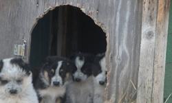 Maremma X Blue Heeler puppies.  Excellant pets. Shamrock, Sask.