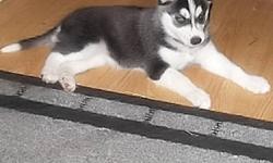Very beautiful blue eyed black/white masked female husky puppy available from our litter, is  weaned and ready to go her new home.
We also have 3 female pure white all with vividly blue eyed huskies and 1 grey white blue eyed female available.
All puppies
