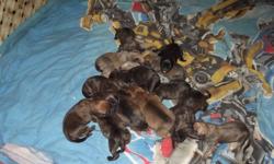 We have had a Wonderful litter of 9 male and 4 female Mastiff pups. There marking very from brindle to fawn. These pups will not be ready to go till they are 8 weeks old.
The pups will come with :
First shots, micro chipped, and 60 day health garentee, a