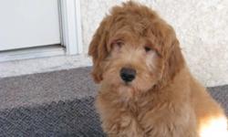 We have a 13 week male goldendoodle ready for his new loving home!  He has his 1st and 2nd shots, been vet checked, wormed, microchipped and comes with a 2 year health guarantee.  He has been started on crate training and is sleepong through the night!