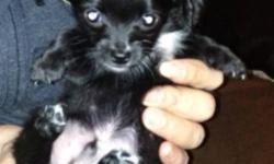 9 week old micro t-cup chihuahua is now ready to go to a loving home for Christmas can hold him till Christmas eve or Christmas day if he's a gift.
Vet checked first shot and dewormed
He's very sweet and affectionate he goes home with some food ,
