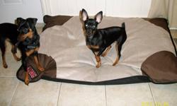 MINIATURE PINSCHER
 My name is Evee and I am the last one left looking for a good home!
I'm 4 months old
I weigh about 5lbs
I'm very smart and playful with lots of energy.
First Shots
Deworm
Tail Docked
My ears stand up naturally !
I come with my own Coat