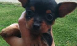 Adorable min pin x puppy. She is a beautiful black and tan, her mother is a purebred min pin and father is a purebred Yorkie both parents are under 5 lbs. This little sweet heart is ready for her loving forever home!!
This ad was posted with the Kijiji