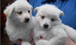 MINATURE AMEICIAN ESKIMO PUPPIES
ONLY 2 MALES LEFT
DEWORMED AND READY TO GO
GREAT WITH SMALL CHILDREN
$295
FOR ANY MORE INFORMATION PLEASE CALL 905 962 3804 ANYTIME