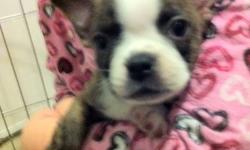 BOSTON TERRIER puppies
We have a litter of Boston Terrier puppies that are now ready for visitors and homes. There are 2 Males left in this litter. There are well socialized and paper trained. They love cuddles and chasing after my girls.
They have been