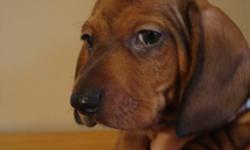 Male mini dachshund , ready of his forever home on november 8th , this cute little guy his handled by children & adults he loves to snuggle , started to paper & crate train , he will be vet checked and have his first set of shots, he has dark shading down