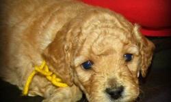7 Beautiful F1B Miniature GoldenDoodle Pups available February 24th - Out of the 7 Pups we have 4 still available.... 1 boy and 3 girls.
 
Our F1B Mini Doodles will be wavy to light curly, non shedding, allergy friendly coat.  They will mature between 15