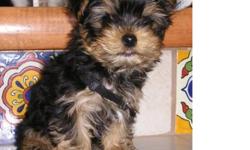 Minature Yorkies, male & female, tails docked and dew claws removed.  Has papers, located in Osoyoos, we have more pictures and videos-contact me.  these puppies will be ready for Jan 16, 2012