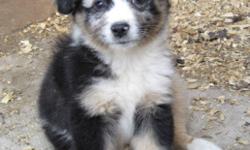 We have 5 mini aussie puppies ready to go and looking for loving new homes.
Our puppies are born and raised in our home with kids, cats and other family pets. They come with their first vaccination, worming, eye exam, micro chip, puppy pack with food,