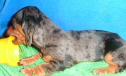 Happy, healthy little mini Dachshund puppies for sale. Vet checked, vaccinated and dewormed. 2 male, 2 females. Come with a written one year guarantee, vet certificate and a puppy pack. We are asking $400.00 for males and $500.00 for the females. First 2