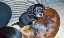 we have 2 female black and tan long hair puppies for sale
they have been vet checked and have had their first shots and deworming
these playful pups are partially house trained
these are purebread dachshund puppies and parents are on-site as well as an
