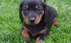 Expecting a litter of dapple's and black & tan's that will be ready for new homes mid April.  Puppies will have 1st shots, deworm and vet health check.  My miniature doxie's are raised underfoot in our home with plenty of love from our 4 children.  Taking