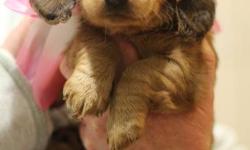 LAST ONE FROM THE LITTER, One female long hair mini dachshund available asking $400.00. Pups come dewormed x4, with a puppy kit and blankie. Pups raised in our home. Parents on site. Deposit of 150.00 required to hold your choice. Text 519-403-9426 any