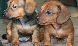 I HAVE FOUR SILVER DAPPLE PUPPIES BOTH MALE AND FEMALE.CUTE AND CUDDLEY.HAVE HAD FIRST SHOTS AND RAISED INDOORS.PRICES VARY FROM 300-400 FOR PUPPY.PLSE CALL JUDI FOR INFO 1-306-342-4696.CAN ARRANGE TO MEET.THNX NO EMAILS PLSE.