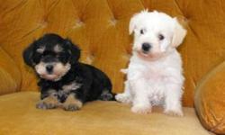 Two sisters looking for their new families! They are Mini Schnauzer (mom) and Toy Poodle (dad)! So they won't shed and are going to be a nice sized house dog. They are very good with children and have the right temperament to be a perfect family dog. Each