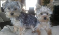We are looking for a home for our two boys, Sage & Smudge.  They are 5 month old mini Yorkie's & only weigh 3.5 pounds.  They have all their shots complete, rabies & deworming.  They are house trained & kennel trained.  They are excellent with kids & ride