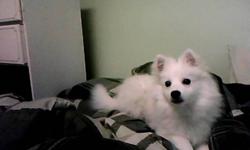Purebred male miniature American Eskimo for sale. House-trained, crate-trained, neutered, gets along with other pets. $400 OBO.
Contact faith at 705-590-2928 for more details.