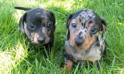 These two beautiful female Mini Doxie pups will soon be ready for their new forever homes.  Tiny and sweet, they are happy playful pups well on the way to to being house trained.  Both parents are wonderful pets and mom is happy to meet you.  I am placing