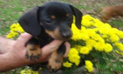 Now available for their new family!!! 2 beautiful black & tan pups (1 male &1 female).Vet checked ,dewormed and first shots.All they need is LOVE! A very comical breed that likes to play outside or snuggle on your lap.Pups are using training pads and
