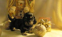 2 adorable little dachshund babies, 1 smooth black and cream male and 1 longhaired black and cream female will be ready for the new homes December 19. They are CKC registered and will come with vaccination, deworming, full veterinarian checkup, microchip