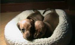HIGH QUALITY PUPPIES, Highly Intelligent and Family raised, 1 female with written HEALTH GUARANTEE, toy, food, vet checked, 1st shots, de-wormed, Emphasis on socialization, potty training. MUST GO!! WE ARE NOT A PUPPY MILL or BACKYARD BREEDER, Very