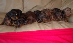 Miniature Dachshund Puppy
                      Chocolate and tan point, longhair
                               READY TO GO!!!!!
   We have a chocolate miniature dachshund male puppy for sale. He has already received his first set of immunizations and