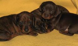 We'll have 3 gorgeous purebred miniature dachshunds available on December 15th.
 
Dark chocolate and tan female $850
Brindle male $700
Brindle female $700
 
These puppies will come with their first sets of vaccinations, 4 sets of deworming, health