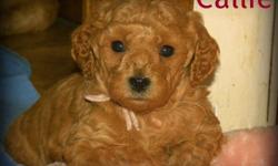 7 Beautiful F1B Miniature GoldenDoodle Pups available February 24th - Out of the 7 Pups we have 3 still available.... 1 boy and 2 girls.  (Our boy's picture is not posted ... we are waiting the outcome of an appointment to view him.... Our 2 girls Callie