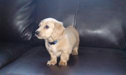 3 male Miniature Long Haired Dachshund puppies are available for their forever homes. 2 rare English Creams and 1 Black and Cream. Parents are on site and are available for viewing. "These are NOT puppymill dogs." These are loveable, loyal and loving