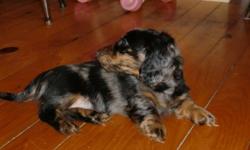 Vet-checked, first needles, well socialized, paper trained miniature long-haired dachshund.................. ready for a loving home
Mother is registered, father is purebred