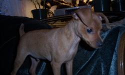 ?McGinty? is a spunky 12 week old  Miniature Pinscher puppy?  confident and outgoing and FULL OF PLAYFUL MISCHIEF!  He?ll keep you laughing all day long with his antics.
He is CKC registered and has a very nice pedigree.
He has been vet checked and
