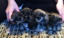 Mini schnauzer puppies available in mid to late dec. Are 2weeks old. Salt and pepper and silver. Parents on site. Tails docked, dew claws removed dad is Ckc Registered. Will have first shots and vet check please contact. 705-719-1729. Will add more puppy