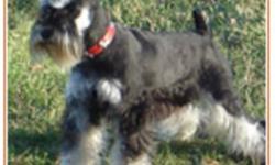 Georgeous CKC Miniature Schnauzers looking for new families. These pups are raised under foot--90% house trained and easy to teach as they are very intelligent. People and children lovers--non-shedding little balls of fluff--who could ask for better? We