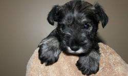 *3 pups left*
Adorable Schnauzer Pups.  This breed is hypoallergenic (doesn't shed), extremely smart, incredibly affectionate and loyal. 
These Purebred puppies are raised in a family home and are very well socialized. They are played with and handled