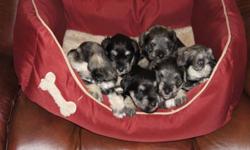 5 CKC REGISTERED MINIATURE SCHNAUZERS READY FOR ADOPTION MARCH 1/2012.
2 SALT AND PEPPER MALES,1 BLACK AND SILVER .
2 SALT AND PEPPER FEMALES.
PUPPIES WILL HAVE A FULL VETERINARY CHECK-UP,VACCINATIONS,DEWORMING AND MICROCHIPPING.
ALL PUPS WILL BE CKC