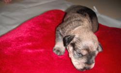 Miniature schnauzers puppies will be ready to go the 1st of February. Only one male and maybe one female not spoken for. Mother and father can both be seen on sight. I will continue to post pictures as they grow. Puppies have been wormed once and will be