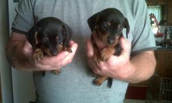 2 female black and tan mini Dachshund pups. $500.00 Ready to go nov 22nd/2011, . also de-wormed. If interested call   ( 613) 345-2765
