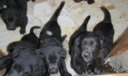 Cute lab mix puppies with a hint of newfie, these puppies would make great family pets, great outdoor dogs for country homes, or a great companion for your child. $40.00
Please call Nicole @705 752 9954 or 705 471 2232
Note: 7 puppies available ALL