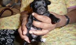 Teacup Male Morkie/Chihuahua Mix - Gorgeous Teacup-Size - Black with some white paws & white on chest - Just over 6 wks old  ready to go to their new home on/after Dec. 16th --- just in time for Xmas. Pls email me if interested. Only serious buyers,