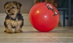 The Morkie is a hybrid of the Maltese and the Yorkshire Terrier. ,,Buddy,, a little boy is very friendly and happy puppy. His weight can ranges from 6-8 lbs as adult. He is non-shedding and hypoallergenic. We bought him from registered breeder but