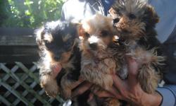 2 MONTHS OLD TOY SIZE MORKIE PUPS ( MALTESE X YORKIE )
3 BOYS  IN A LITTER, MAATURE TO 5-7 LBS
NON-SHEDDING, HYPOALLERGENIC
1 GOLDEN MALE (MIDDLE) -- AVAILABLE FOR $480
1 BLACK AND TAN MALE (LEFT)-- AVAILABLE FOR $480
1 BLACK AND TAN MALE (RIGHT) -- SOLD