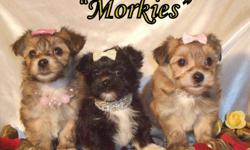 I have three beautiful Morkie females in search of their forever homes. Two of them are carmel cream in color with white accents, and one is black with white accents. These pups are non-shedding and hypo-allergenic. They should reach a mature weight of